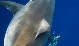 海洋爆料大白鲨事件视频,大白鲨神秘事件视频曝光