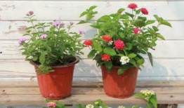 欧哥热点爆料视频大全最新,最新视频大全精彩回顾